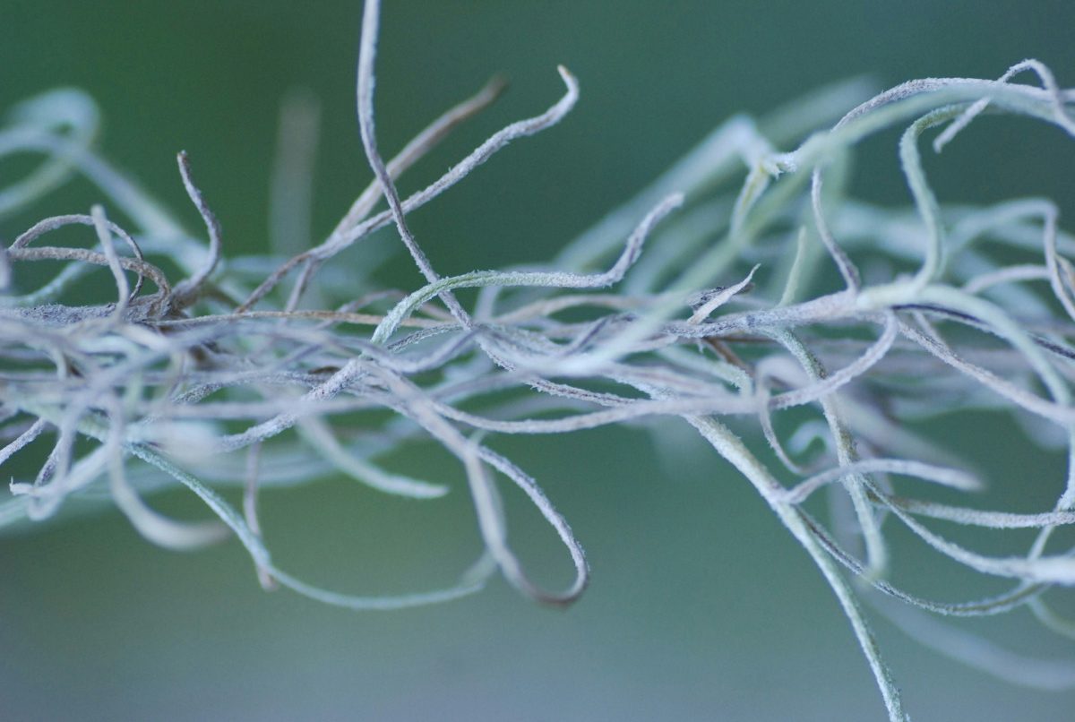 Roots, Ancestors, DNA: What are we looking for?